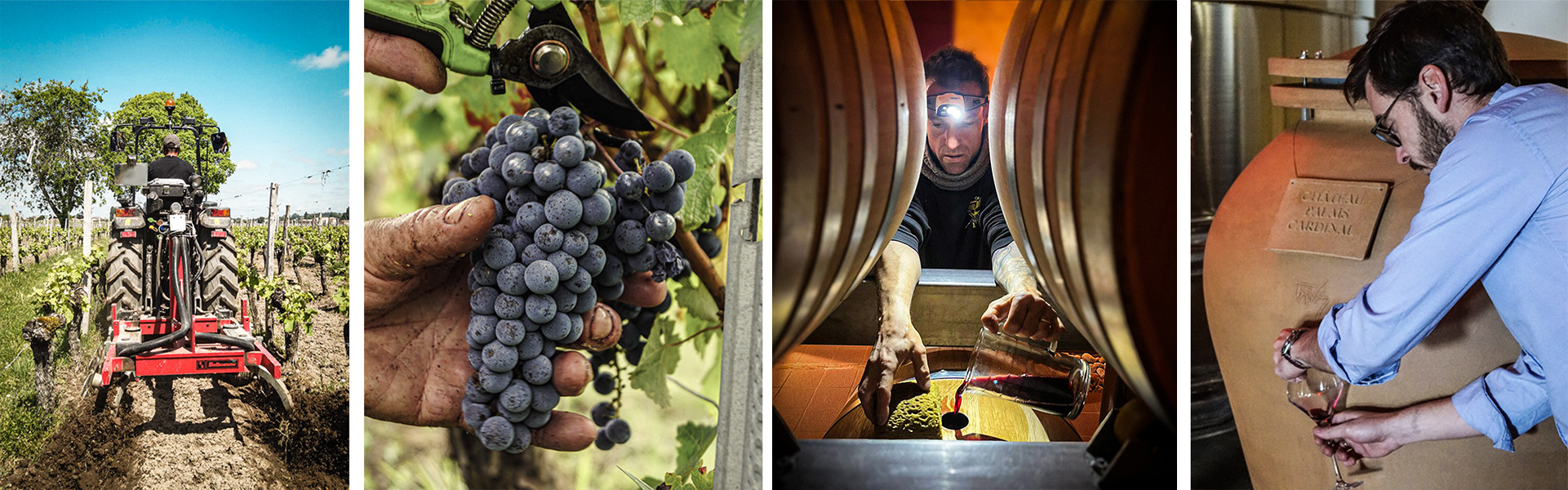 Vignes du Château Palais Cardinal à Saint-Émilion – vin Grand Cru à la propriété
