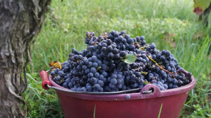 Cabernet Franc : un cépage essentiel des vins de Saint-Émilion