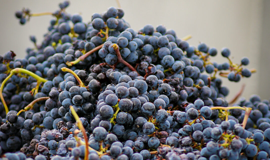 Le Cabernet Sauvignon, pilier des vins de Saint-Émilion