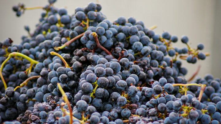 Le Cabernet Sauvignon, pilier des vins de Saint-Émilion