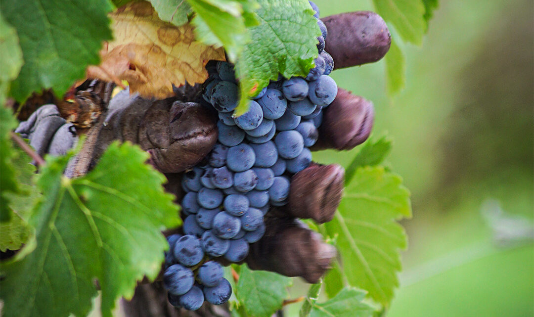 Le Merlot, cépage emblématique des vins de Saint-Émilion