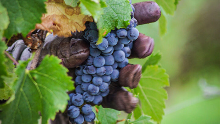 Le Merlot, cépage emblématique des vins de Saint-Émilion